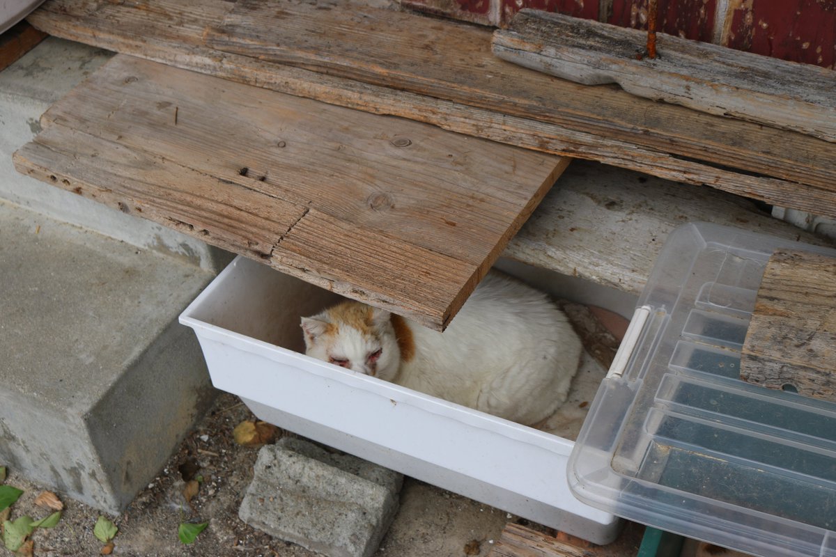猫の島　青島 tweet media