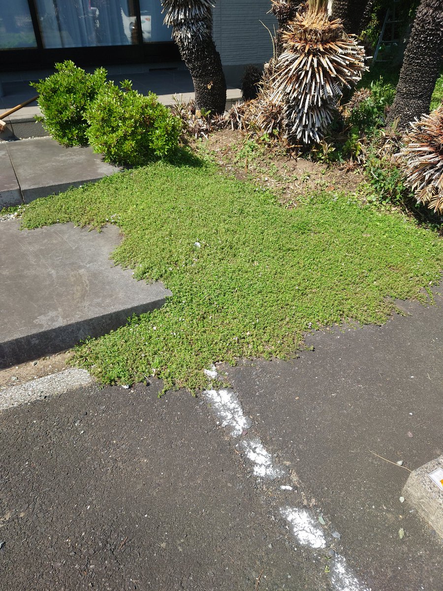 groundcover_jp's tweet photo. 花を楽しむ段階から
「刈って整える」段階へ。
ロンギカリウスをバリカンで一気にリセット。
ここから緑のカーペットが戻ってくるのが楽しみです。
#庭づくり #ガーデニング #剪定 https://t.co/u1Vg4AA4oM