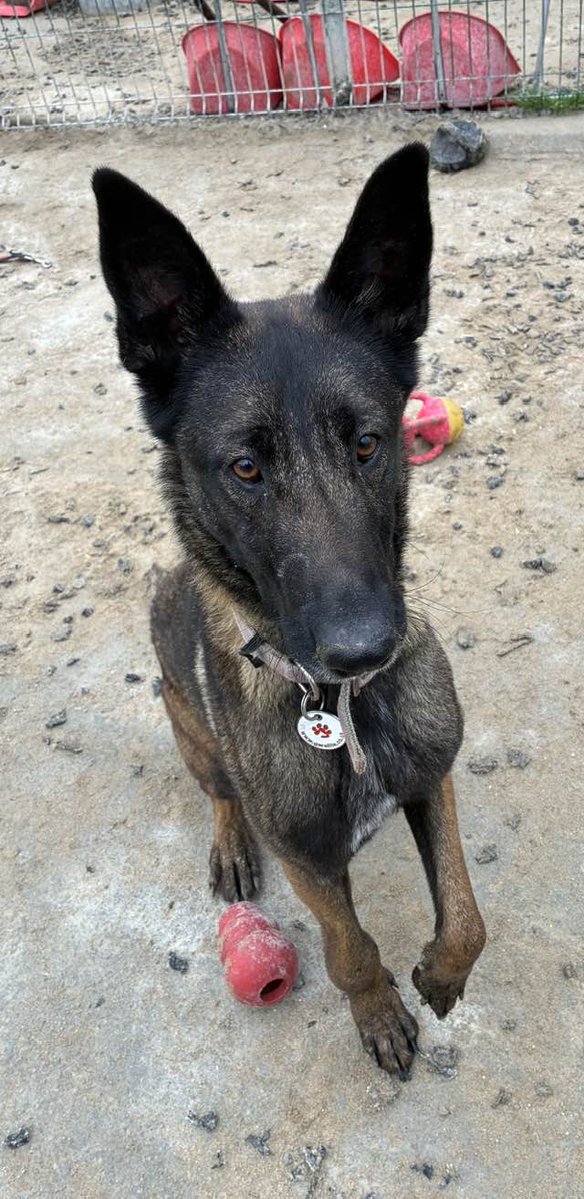 gsrescueelite's tweet image. Zena is 2yrs old and she came to us due to a change in circumstances. Zena is a fantastic girl, she can live with older kids, other #dogs and dog savvy house cats 
#germanshepherd #Cornwall 
gsrelite.co.uk/zena-4/