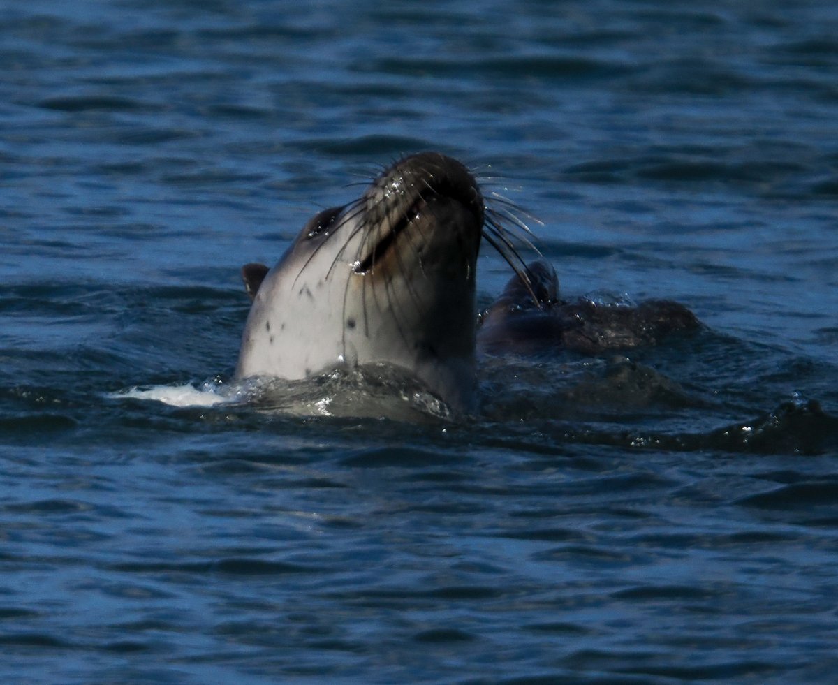 Mickyamuk's tweet image. Mediterranean Monk Seal ##lesvos #greece