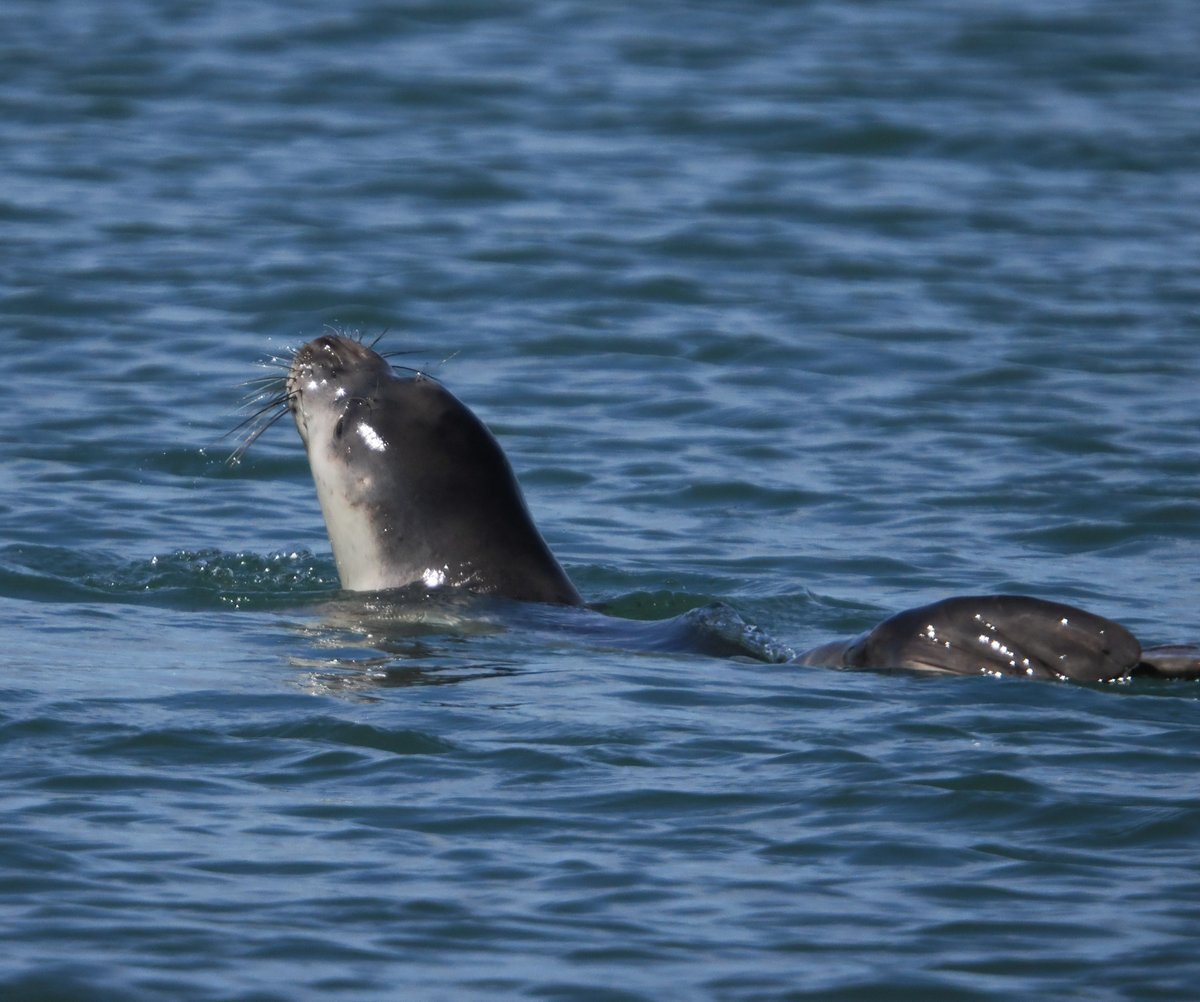 Mickyamuk's tweet image. Mediterranean Monk Seal ##lesvos #greece