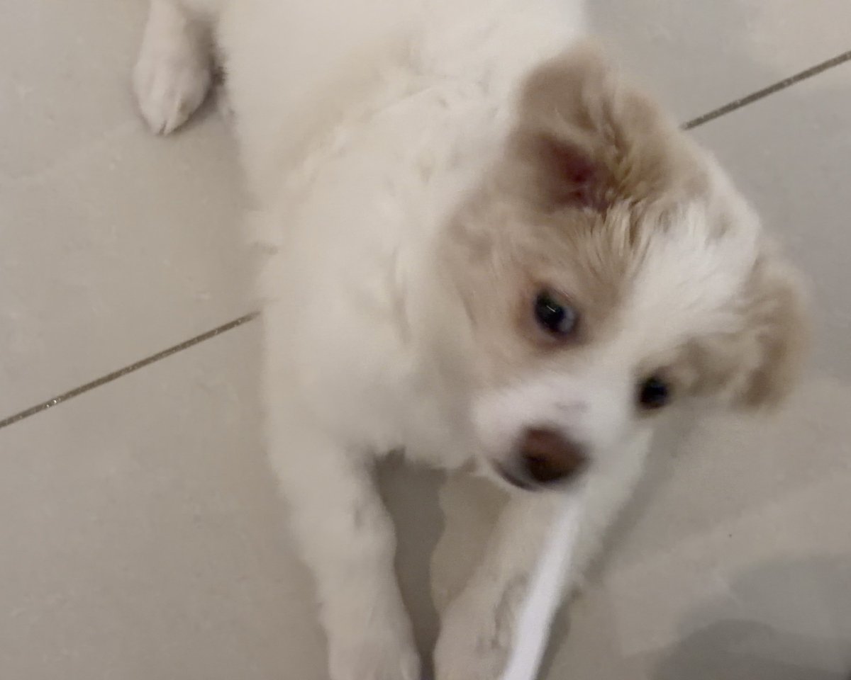 휘핑이 tweet media