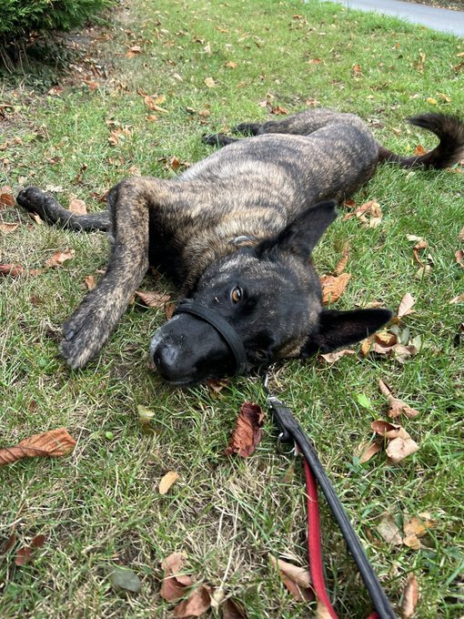 gsrescueelite's tweet image. Ben is 4yrs old and he is a very clever boy with all the #DutchHerder traits. Ben can live with older kids and walks well with other #dogs but needs to be the only pet in the home as he can get jealous
#germanshepherd #Essex 
gsrelite.co.uk/ben-12/