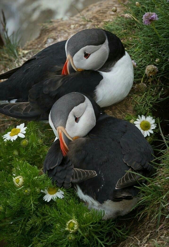 Puffin tweet media