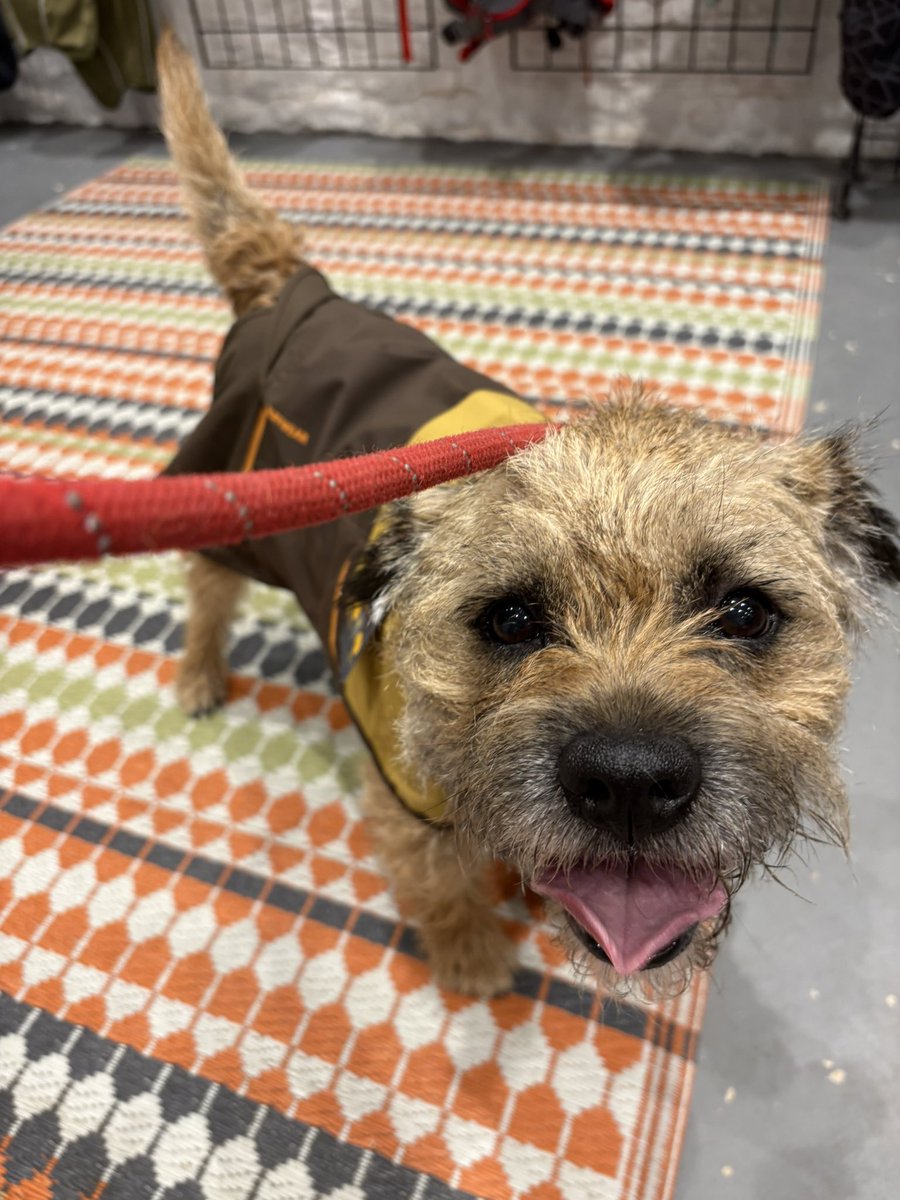 Sir Wilbur (CBE) 😊🐶 tweet media