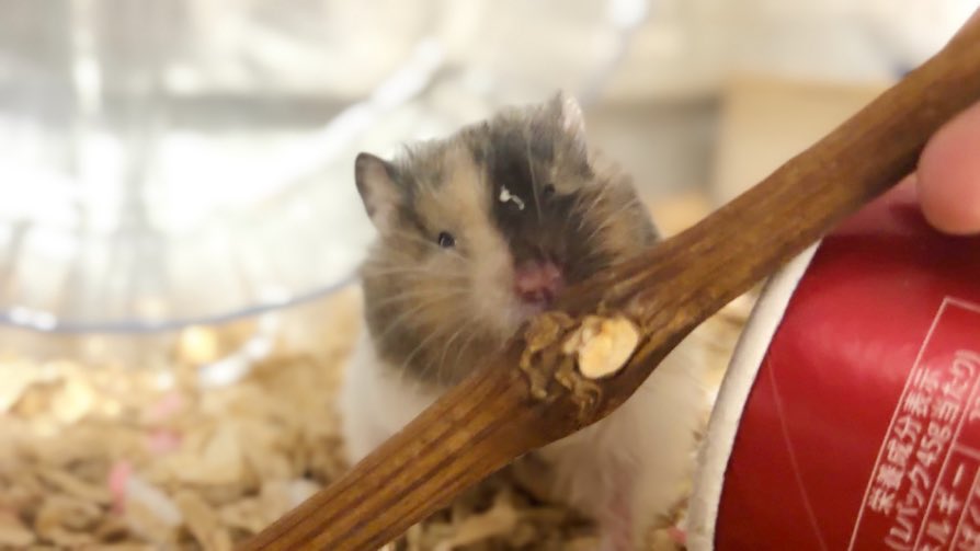 potato🐹 tweet media
