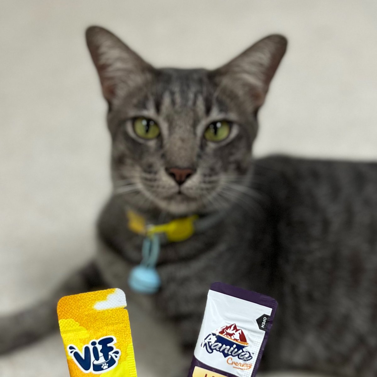 bbbppphah's tweet photo. ไหนบอกว่าป๋มอ้วม ทำไมเอาขนมมาให้กิมอีกแล้ว😾🫵🏻 ขนมมันเกิน 10% ของแคลป๋มต่อวันแล้วเนี้ย ไม่กิมแล้วจะลด นน!!!

ทำหมัน ✅ ฉีดวัคซีน✅
#แมว #แมวหาบ้าน #หาบ้านให้แมว #หาบ้านให้น้องแมว #ทาสแมว #แมวจร https://t.co/TJVuOPAldP