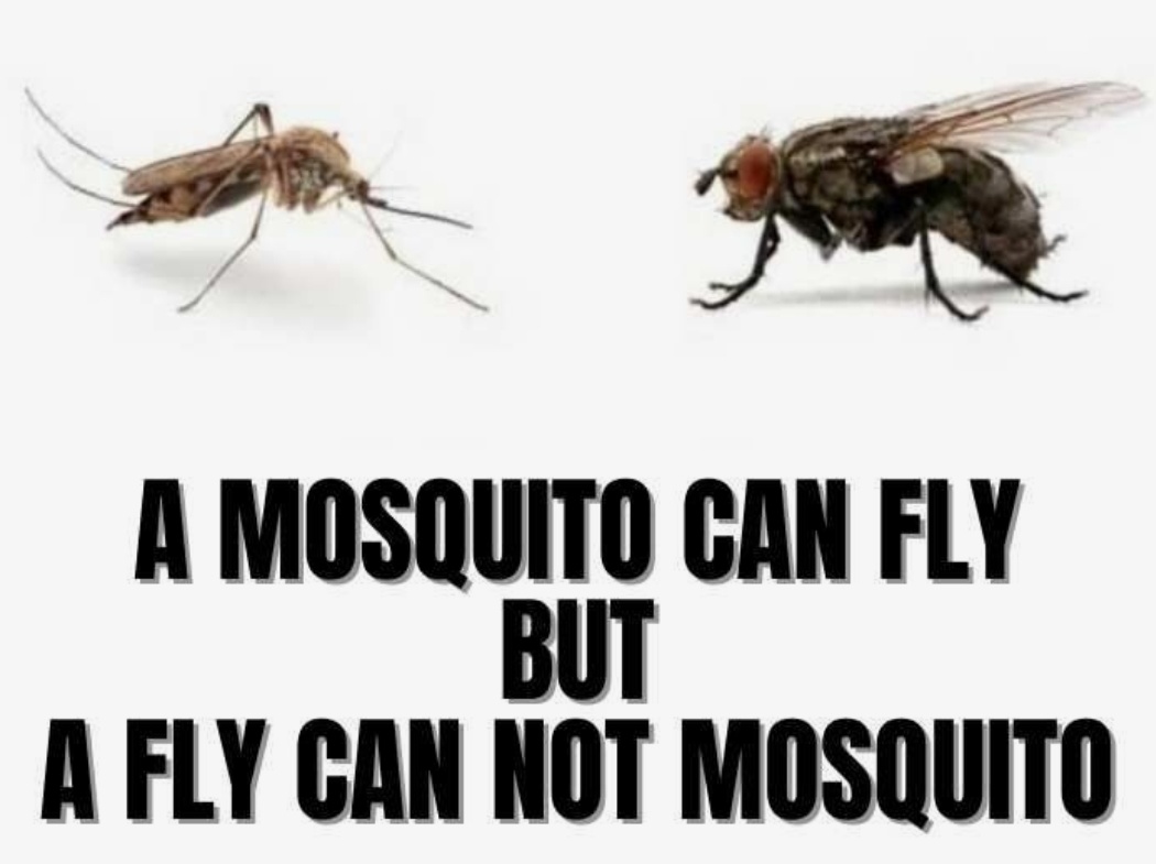 Ms.Mosquito tweet media