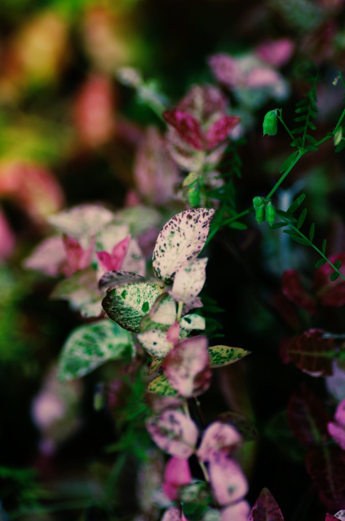 RouxNEW's tweet image. 斑紋の残響。
#pentax K-5ⅱ