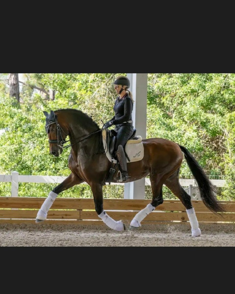 equivont's tweet photo. #SaleHorseSaturday Uptown | Stunning Grand Prix Gelding FOR SALE

Breathtaking 2013 Bay PRE gelding standing 16.3h, confirmed at Grand Prix and beautifully trained. 

Located in Loxahatchee, FL

Learn more about "Uptown" on https://t.co/Z0dEgc4xJZ 🦄 https://t.co/RjKGURm4zS https://t.co/8yHcaKOBJ3
