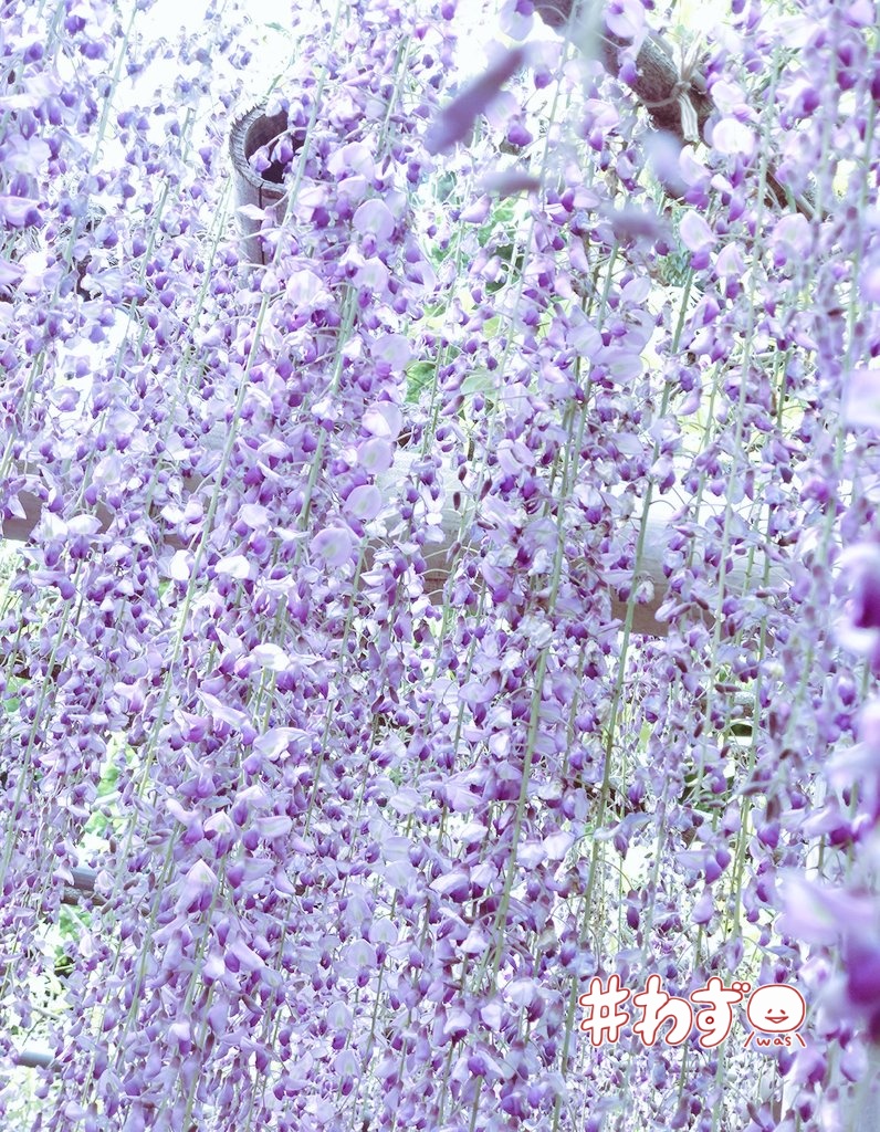 fraisdeformul's tweet photo. 時期だったので藤を見てきたよぉ https://t.co/zd2oq2VLP6