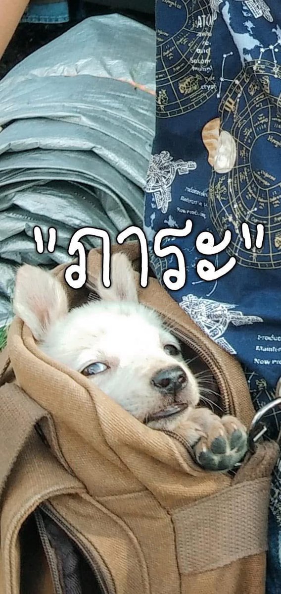สมุดบันทึกของคนบ้าบอลและดูซีรีส์ tweet media