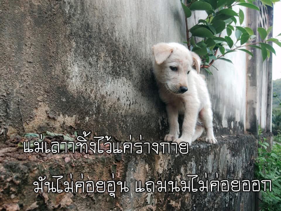 สมุดบันทึกของคนบ้าบอลและดูซีรีส์ tweet media