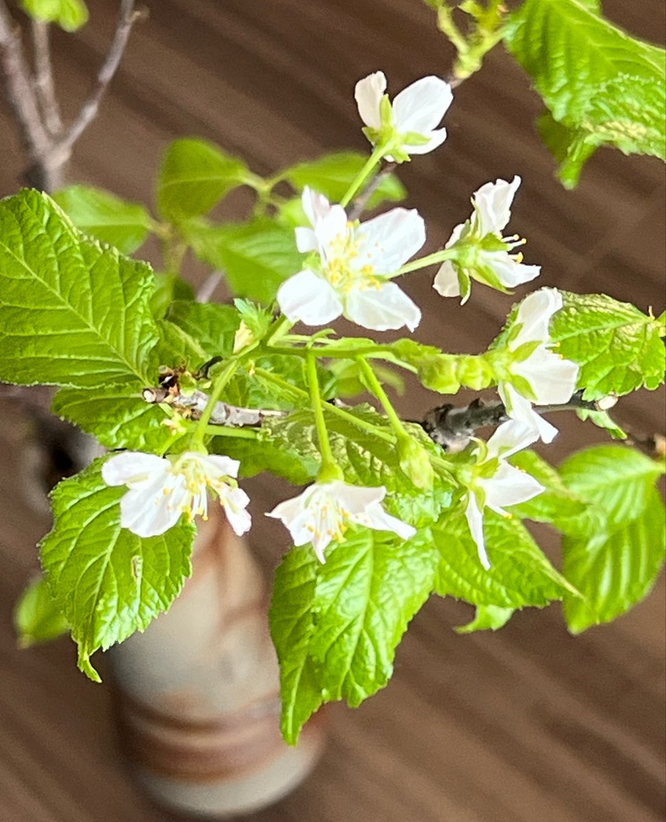 Mi53061627's tweet photo. #啓翁桜
2度目の満開はささやかに

花器（投げ入れ）は備前の土で
電動ろくろで小さめに仕上げ
藁を撒いて焼き締めたもの
いい感じで火襷が出て気に入ってる https://t.co/qjMrNsDgGn