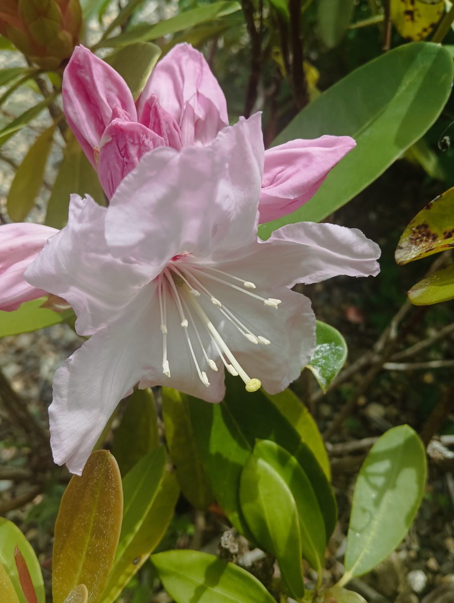 Changedhandle1's tweet image. 🌸Graceful Garden🌸

Zhuzh those flowers
Sunshine filter added

(zhuzh)
#storyin6 
@Sixwordsx 

That 👊

my 📷
