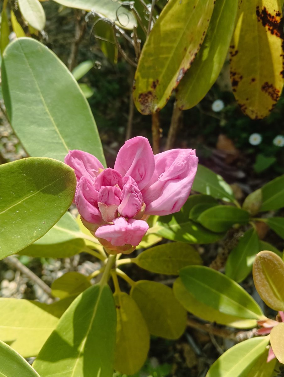 Changedhandle1's tweet image. 🌸Graceful Garden🌸

Zhuzh those flowers
Sunshine filter added

(zhuzh)
#storyin6 
@Sixwordsx 

That 👊

my 📷