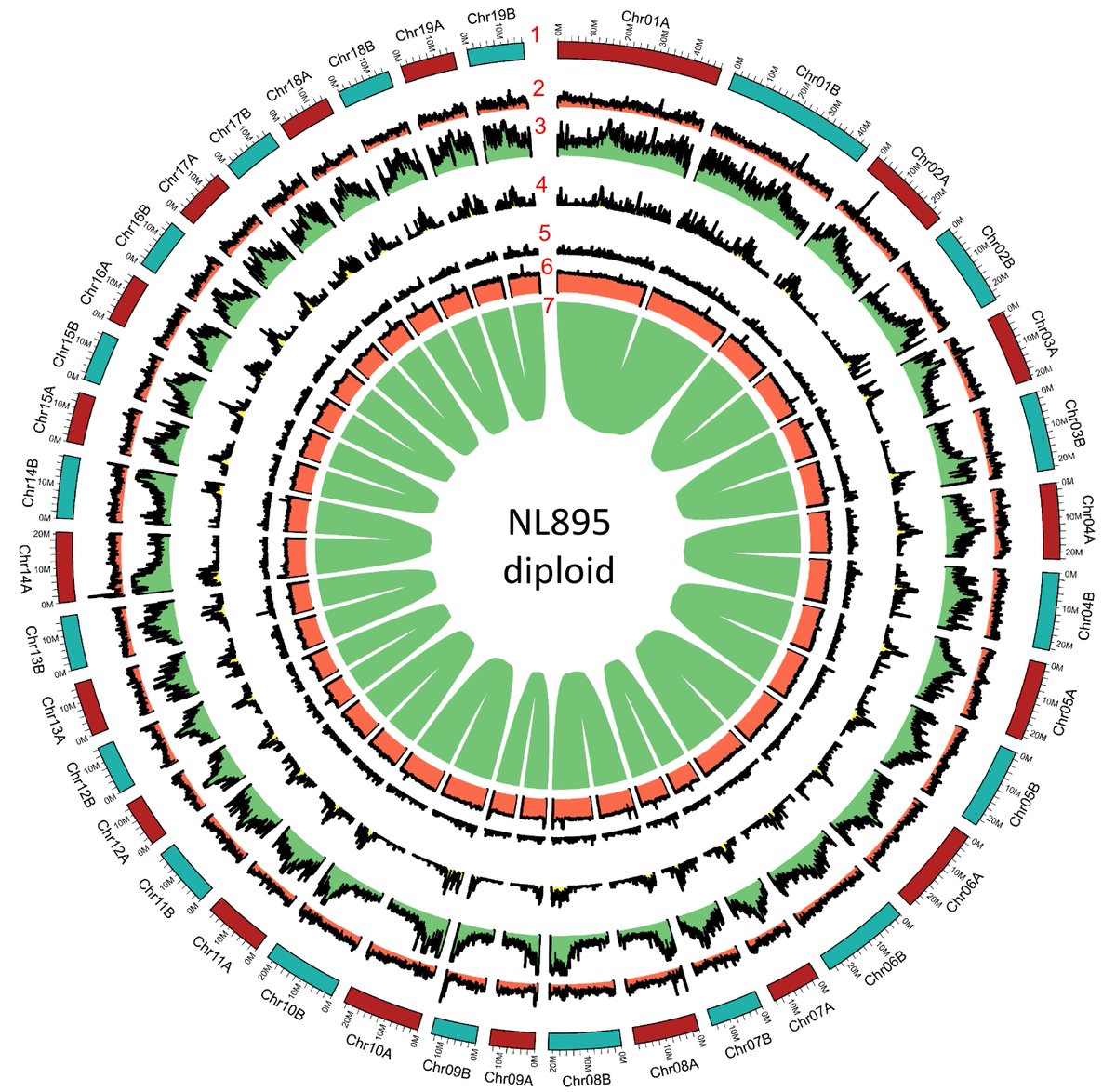 ForestryRes's tweet image. #ForestryRes #assembly #potential #genome #poplar
Unlocking NL895's genome: High heterozygosity, rich gene diversity, and key for poplar research! 
@MaximumAcademic @JournalPlant @hzau_1898
Details: maxapress.com/article/doi/10…