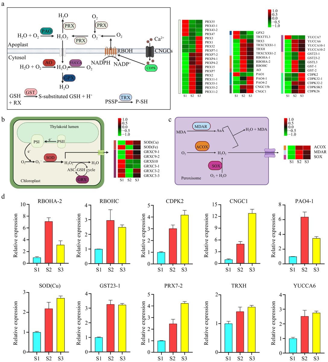 ForestryRes's tweet image. #ForestryRes #ros #survival #geneexpression
Key to plant survival: stigma development in Fraxinus mandshurica. Our study decodes gene expression, ROS roles, and flavonoid pathways in pollination.
@MaximumAcademic @plantstress2050
Details: maxapress.com/article/doi/10…