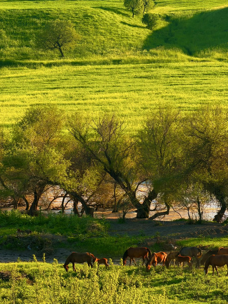 somabarzanni's tweet image. A quiet kind of beautiful view

#Barzan #HiddenNature #Peace