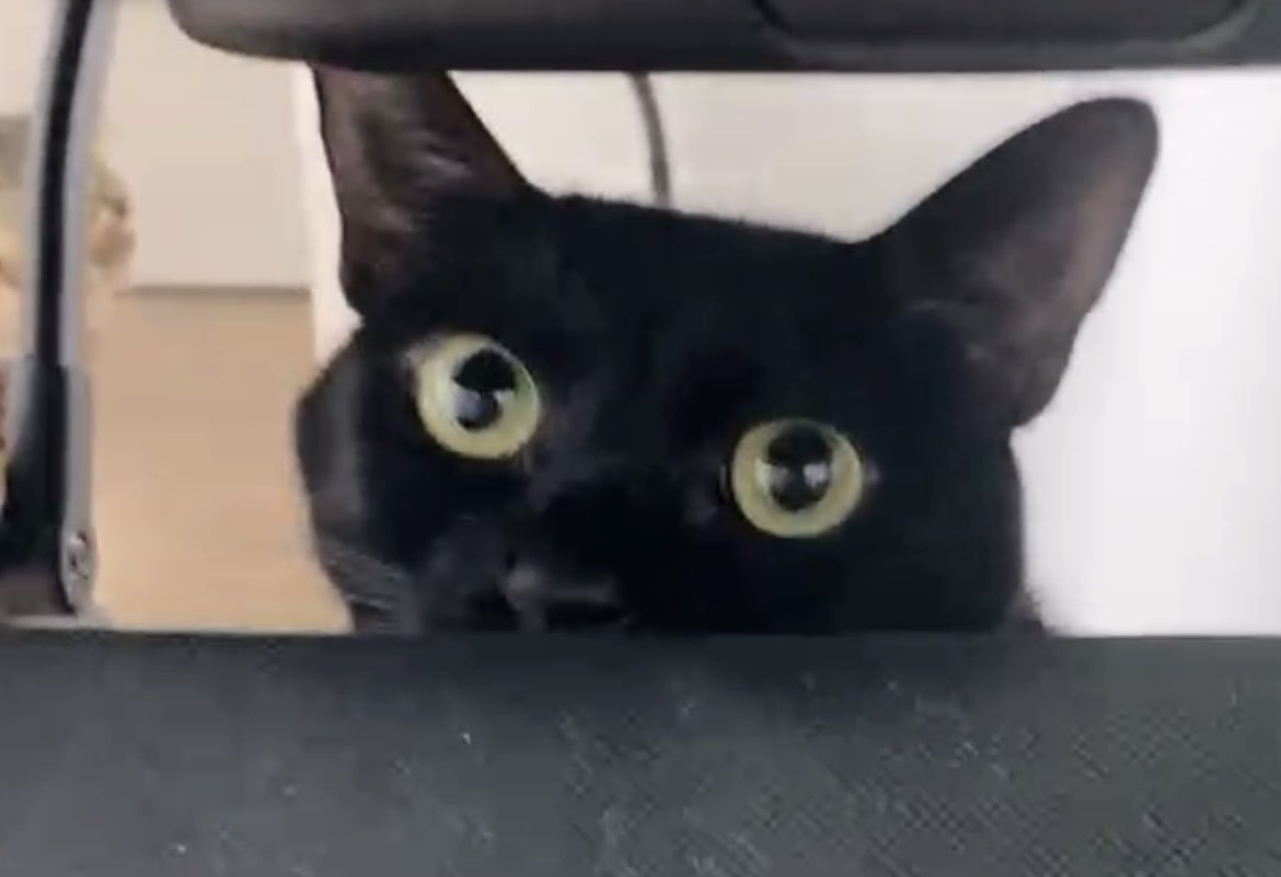 猫大学 tweet media