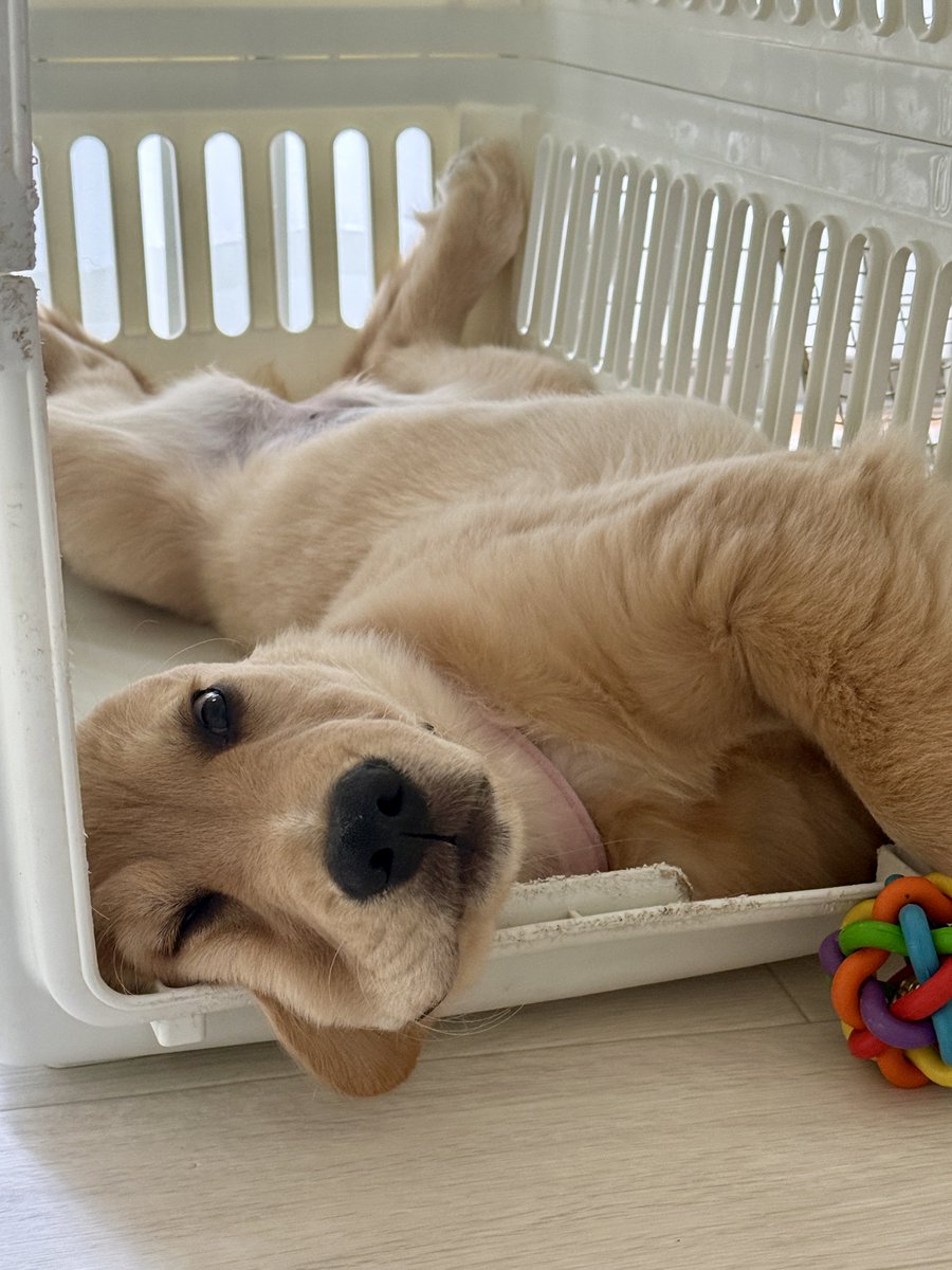 パピーパーティーオヤツいっぱい貰えて楽しかったです🩷🐶

ラファたん🩷何だか お顔四角くな〜い❓😂

#ゴールデンレトリバー
#ゴールデンレトリバーパピー