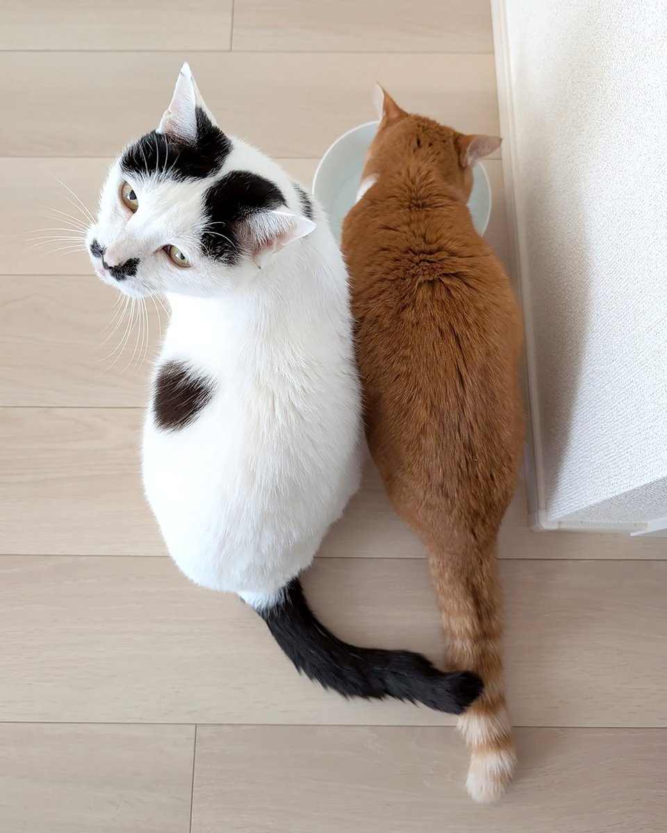 machineko_cat's tweet photo. チャチャが水を飲みだすと走ってきて、寄り添うポッポ🐼🐱
なぜ水の時だけ･･･？とずっと謎です😅

#ポッポ #チャチャ #猫との暮らし https://t.co/Dp8ysjthCe