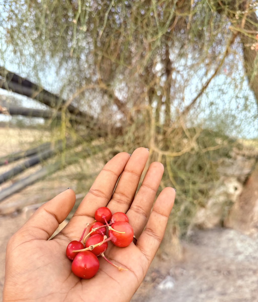 मरू री मरवण🏜️ tweet media