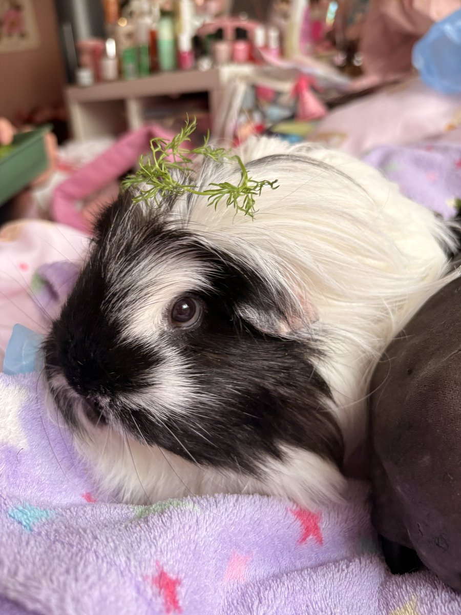 ⋆｡‧˚ʚ eleanor ɞ˚‧｡⋆ tweet media