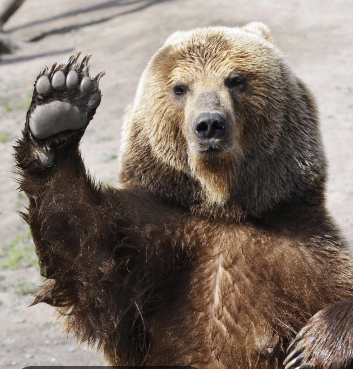 Bear tweet media