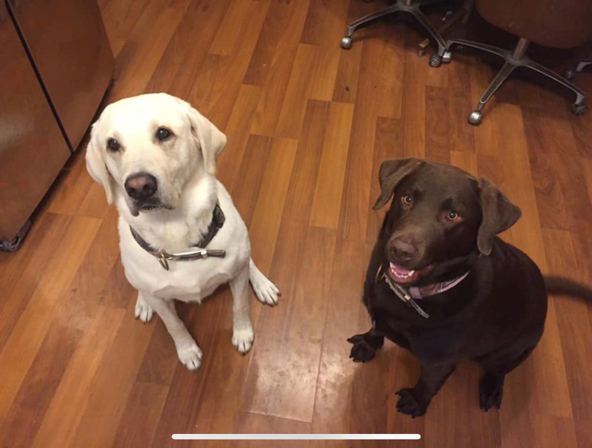 Labrador tweet media
