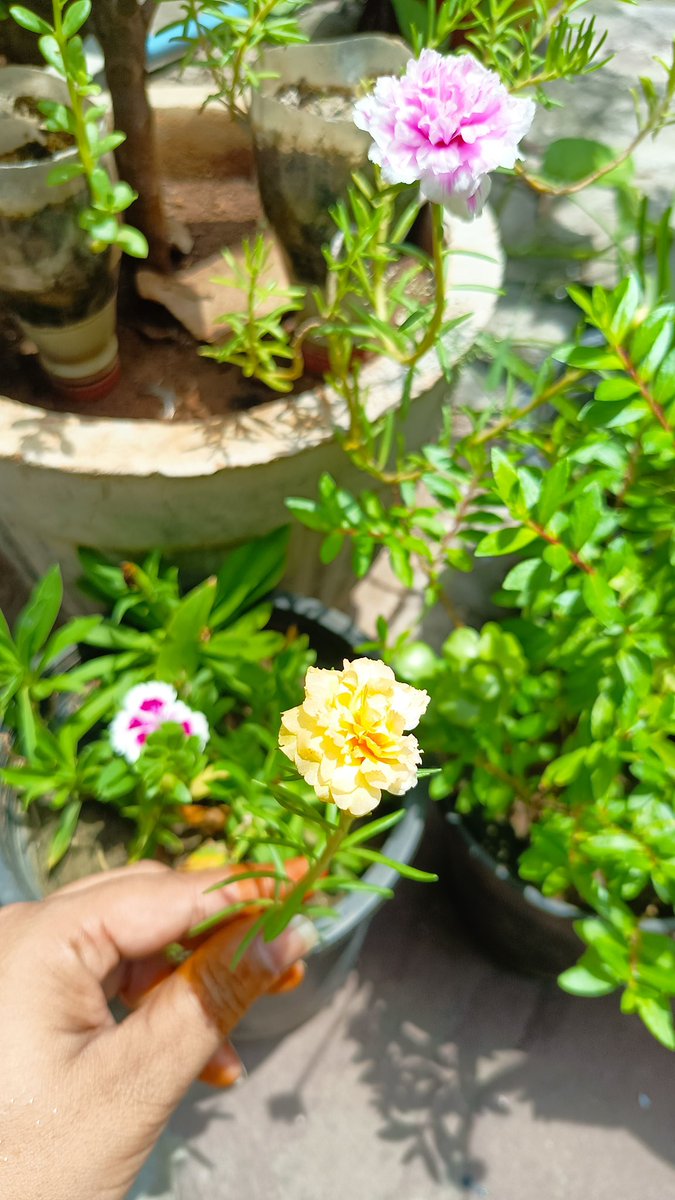 Happy2Help_27's tweet image. 💐💐Beautiful flowers 💐💐

#beautifulflower #garden
#pencintaanggrek #orchidlovers #hobby   #foryou #all #Evening_vibe
