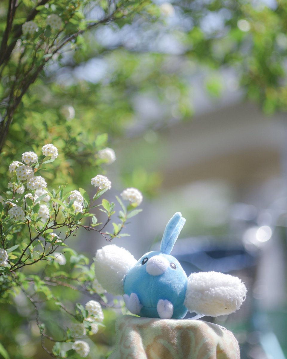 カオルぴ📷 pokephotographer tweet media