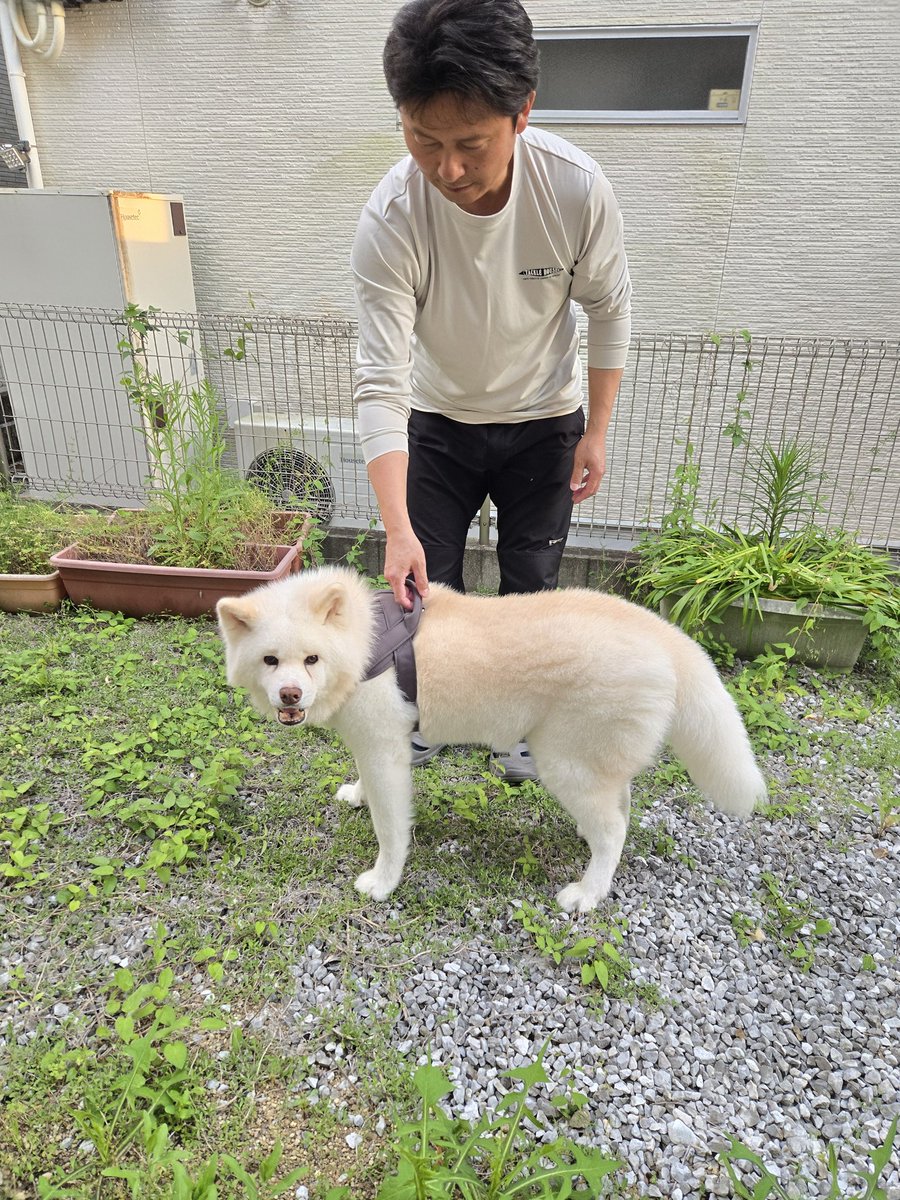 ジャーキー屋Mummy（マミー） tweet media