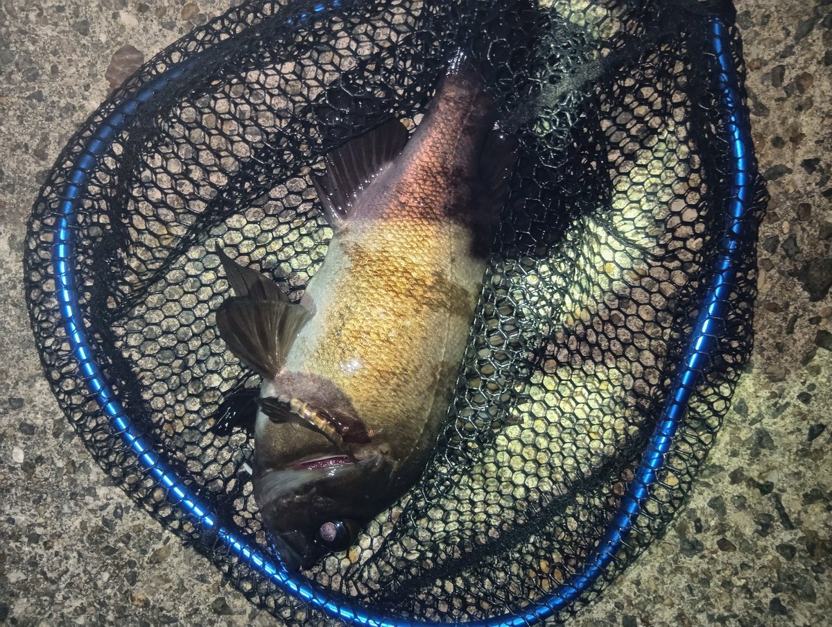 aobako198's tweet photo. メバル✕4
ガシラ✕1
サイズも揃って楽しめた🎣 https://t.co/QAXcpTEfN3
