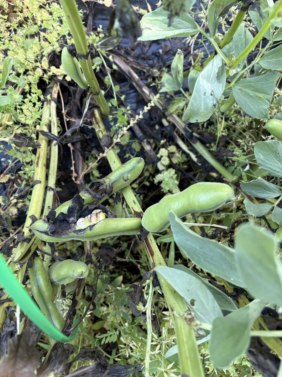 sudachisuke's tweet photo. 5/2
久しぶりに畑行ったらソラマメとれ頃でした🫛
カラスに突かれたやつもありましたが、
ちゃんと人間の分も収穫できました❗️
ほったらかしてたわりに意外と収穫できてしまいびっくりしています
#家庭菜園 https://t.co/NqzoGuLvke
