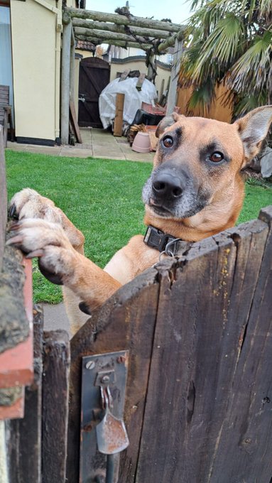 gsrescueelite's tweet image. Milo is 3yrs old and he a steady boy who has been no trouble since he arrived Nov 24. Milo can live with older kids and walks well with other #dogs but needs to be the only pet in the home 
#germanshepherd #Notts 
gsrelite.co.uk/milo-14/
