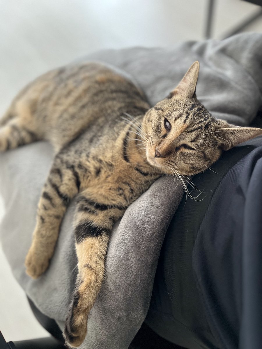 猫のシュピさん tweet media