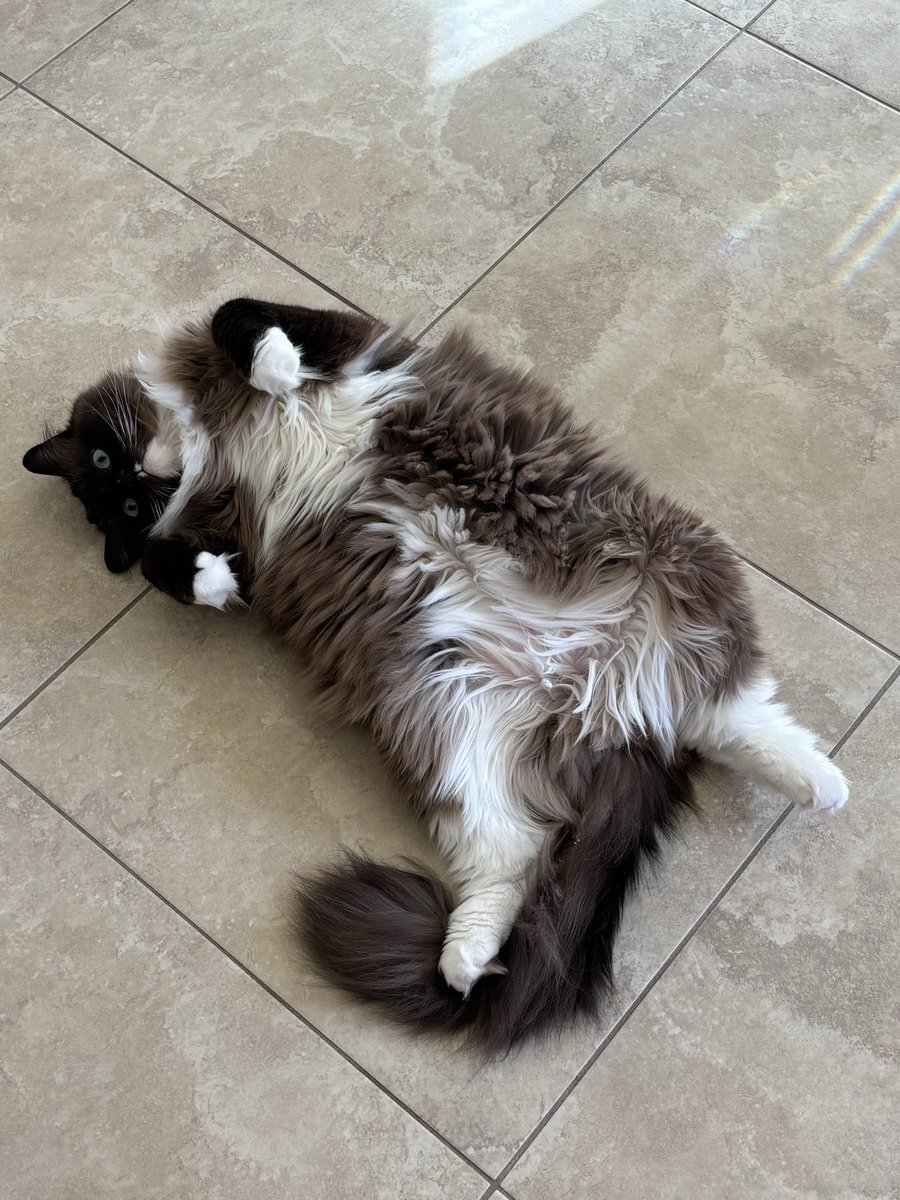 reasonablewlvrn's tweet image. #Caterday vibes