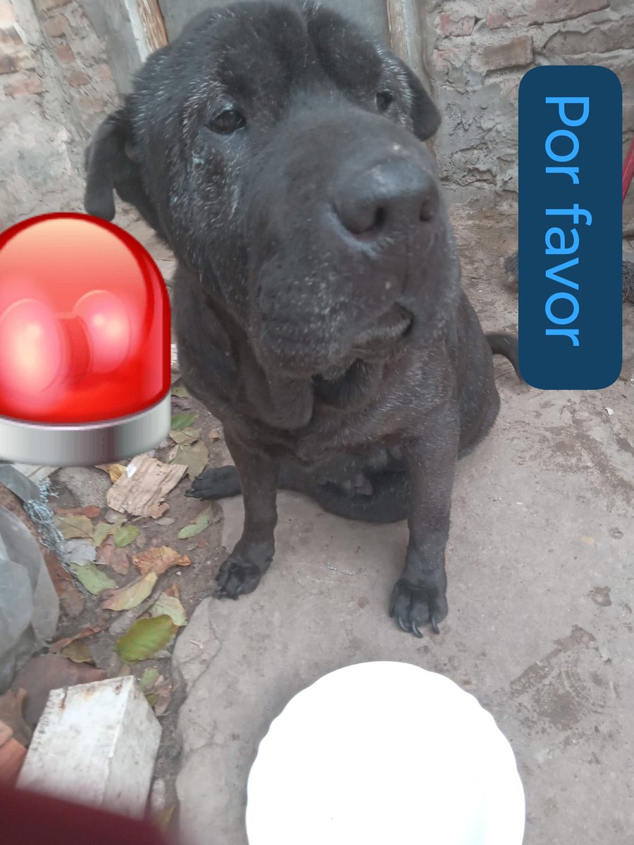 Patitas_ Budge lomasdezamora tweet media