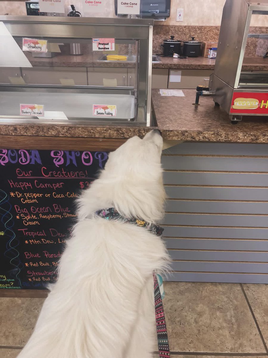 Anna The Pyrenees tweet media