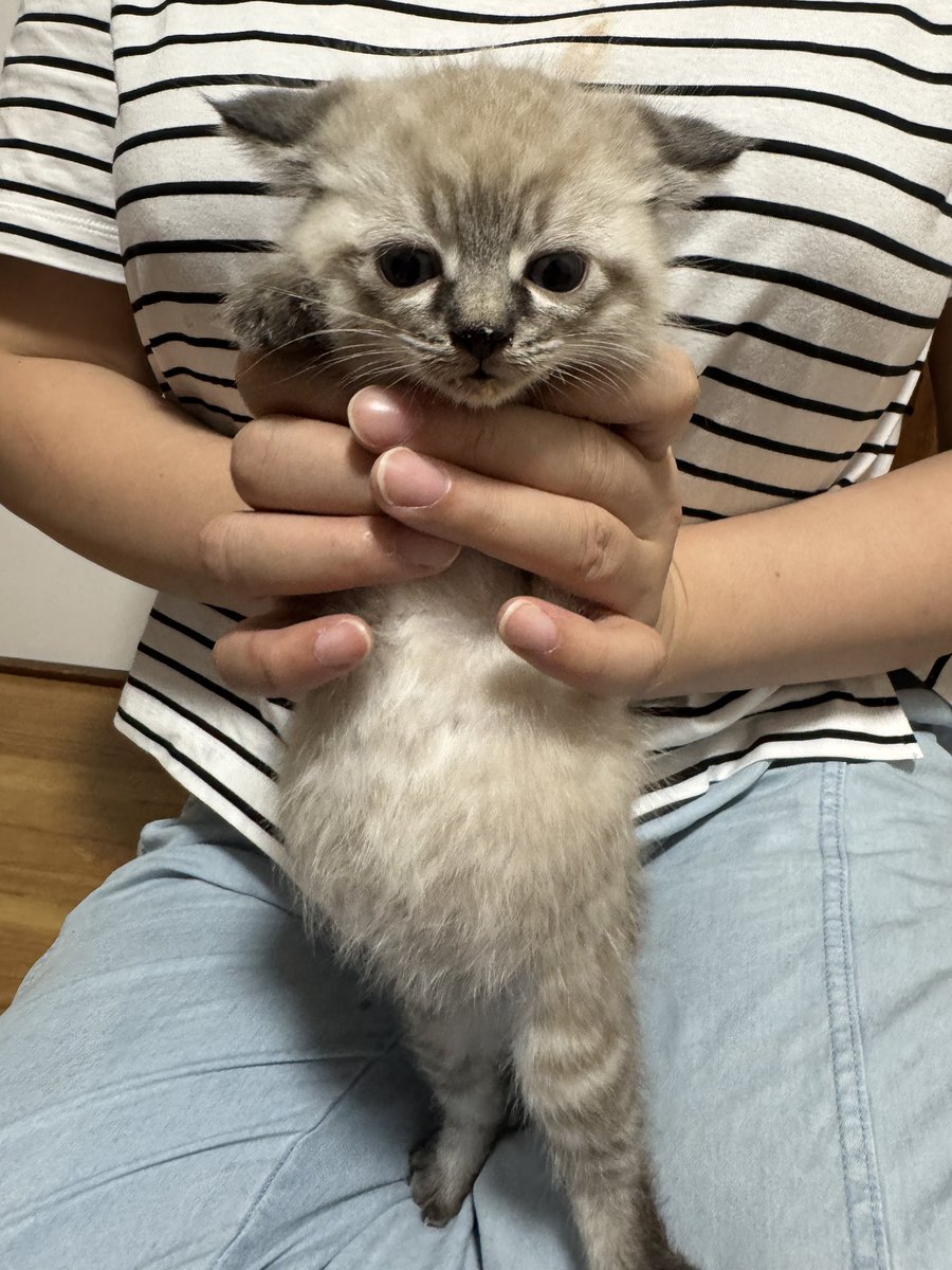 猫カフェmfmf/横浜駅 tweet media