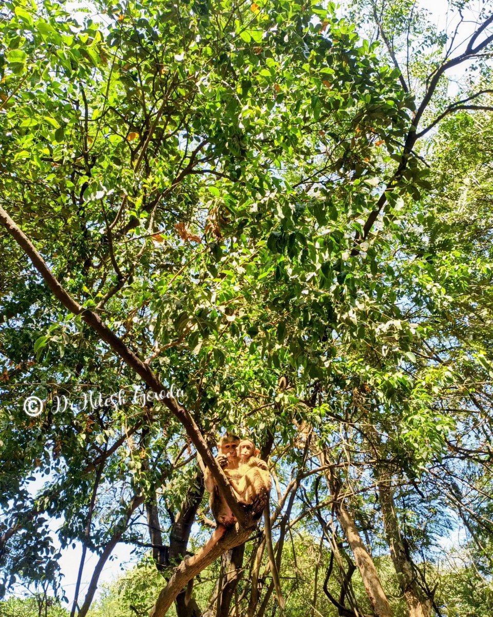 hitesh_gowdru's tweet image. Magnificent green 💚 campus 
#Saturday #weekendvibes #ಐಐಎಸ್ಸಿ