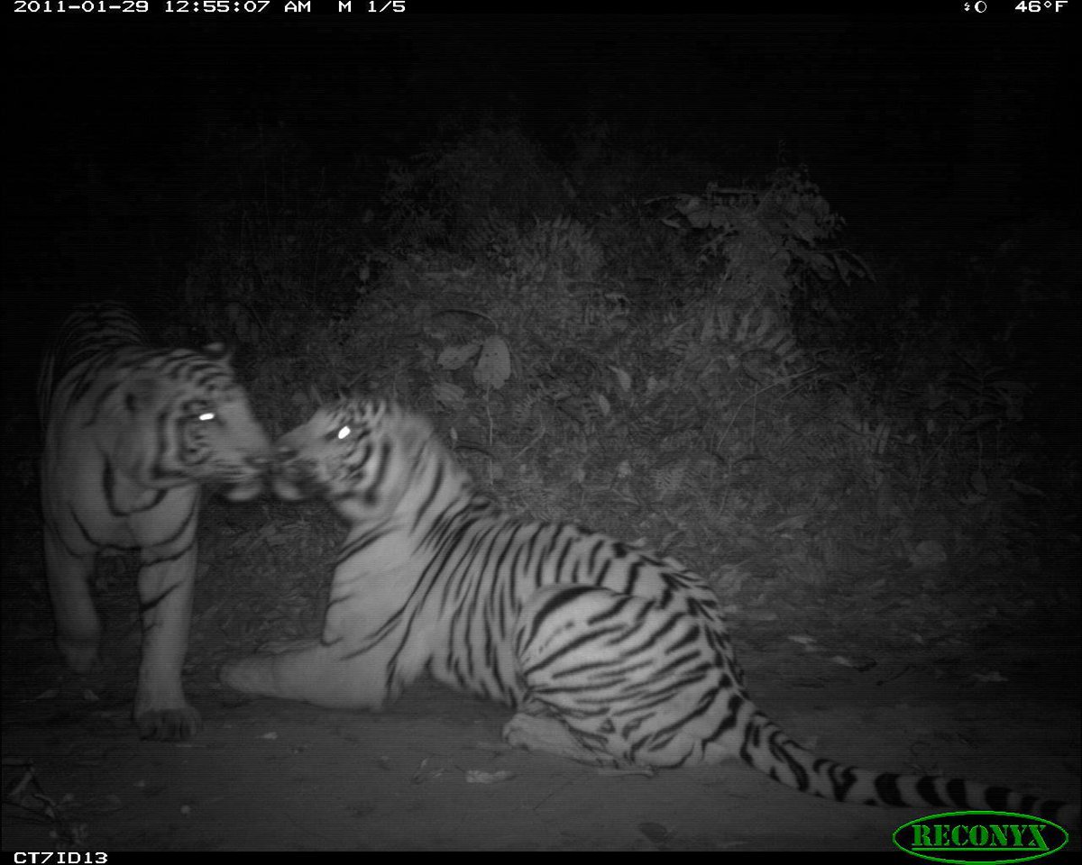 trailcam tweet media