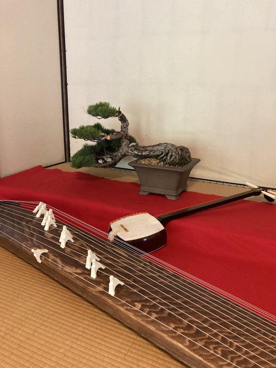Amaneshi_k8s's tweet image. 今日は初めてのコラボ撮影。
たのしかった♪

動画編集がんばります。

#PV #箏 #盆栽