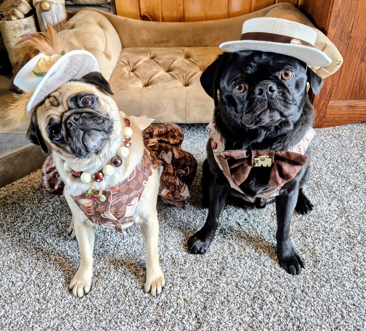 mommasboymushu's tweet image. We're ready for the KENTUCKY DERBY 🐎! How about you? We've decided to go with a #coffee theme. CAN'T GO WRONG WITH ☕️. Winny's hat was custom made by Pupstarsonoma-IG. Have a great weekend friends 🎉. #puglife #dogsoftwitter #dogsofx #kentuckyderbyhats #KentuckyDerby2026