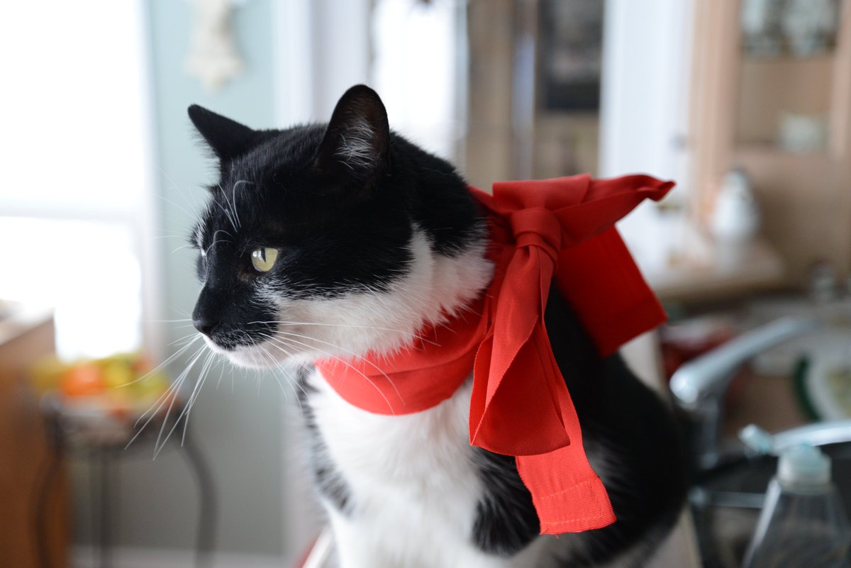 CarlynServices's tweet image. Saturday 2 May     
Today's #DailyPictureTheme is  'Contributors Choice: Style'  
Reply or RT with your own photo   
Tomorrow’s theme will be 'Bark'  
#DailyPictureTheme  Contributors Choice #Style