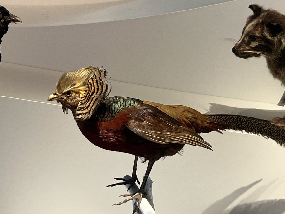 XINW3N's tweet image. Let me introduce you to the “Trump Bird” from China 🇨🇳🦜

Just kidding — its real name is the Golden Pheasant (Chrysolophus pictus).

That iconic golden, swept-back crest looks like a perfectly styled hairstyle 😄

#Trump #GoldenPheasant #Nature #Wildlife  #China