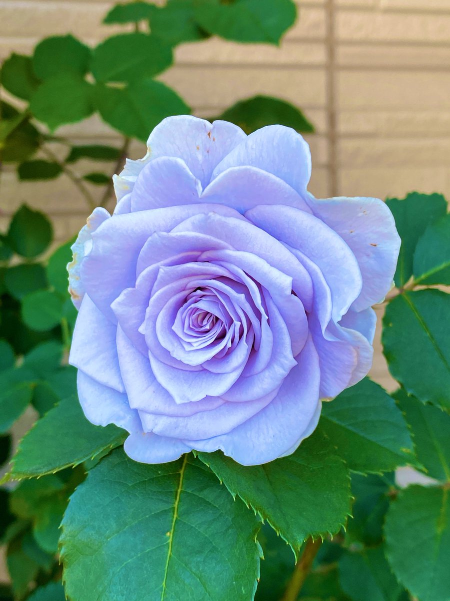 【中古】 青ざめた薔薇 青薔薇、ブルーグラビティ咲いた⁽⁽ฅ₍₍⁽⁽ฅ^•ﻌ•^ฅ₎₎⁾⁾ฅ₎₎