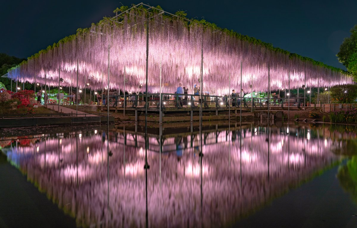 あしかがフラワーパークで藤の花の夜間ライトアップを撮影してきました！
今年で4回目の訪問だったけど、今年も良い写真が撮れました。

2026/4/29撮影