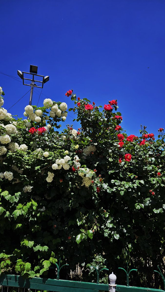 syedrohilla12's tweet image. As I lingered in the shadows of my own thoughts these flowers became a quiet testament that not all things succumb to hardship..some rise..radiant.. 
#pictures 
#quotes